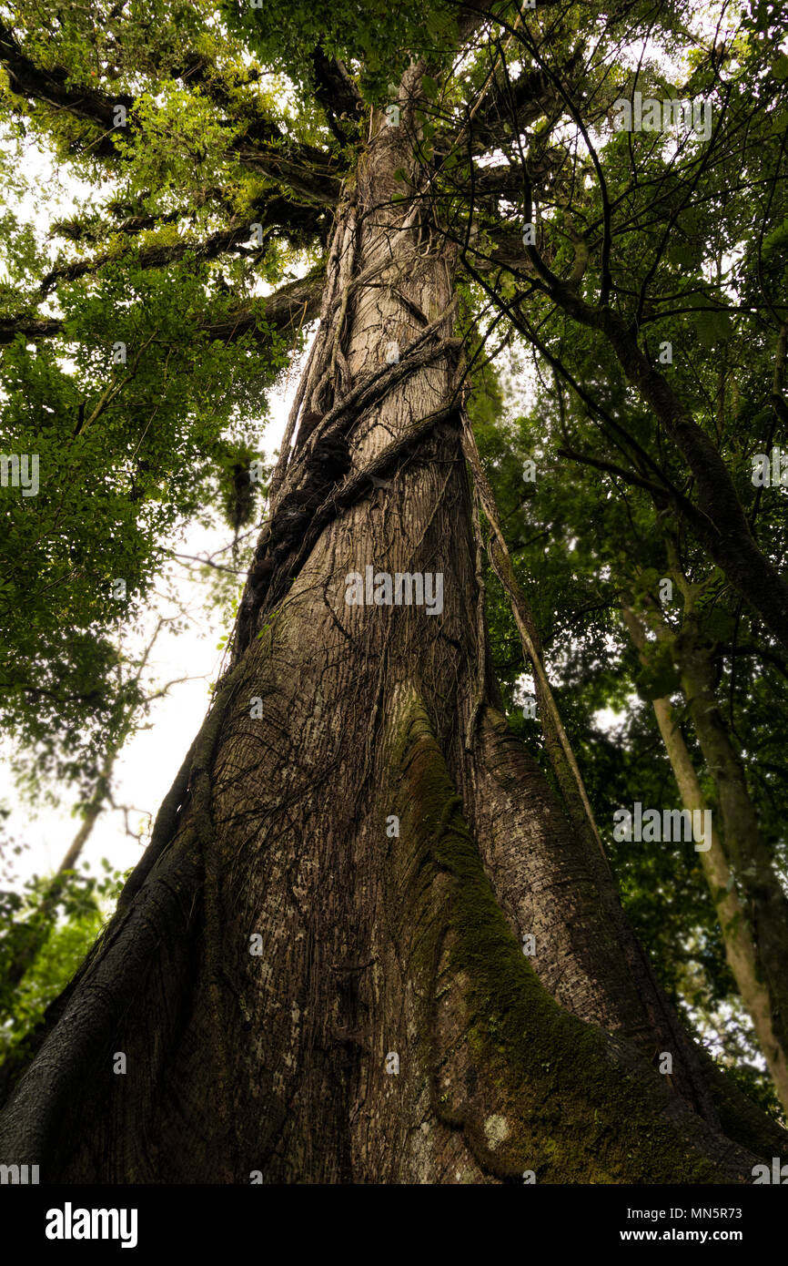 Arbre étrangleur enroulée autour d'un contrefort géant arborescence racine dans la forêt tropicale du Costa Rica's National Park. Banque D'Images Arbre étrangleur enroulée autour d'un contrefort géant arborescence racine dans la forêt tropicale du Costa Rica's National Park. Banque D'Images