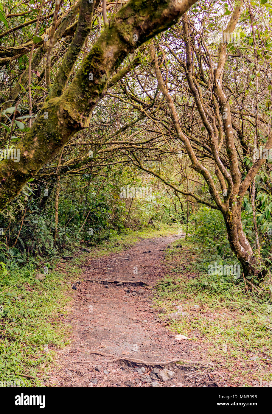 Sentier de randonnée pédestre à travers la forêt tropicale du Costa Rica Parc National de l'Arenal Volcano. Banque D'Images Sentier de randonnée pédestre à travers la forêt tropicale du Costa Rica Parc National de l'Arenal Volcano. Banque D'Images