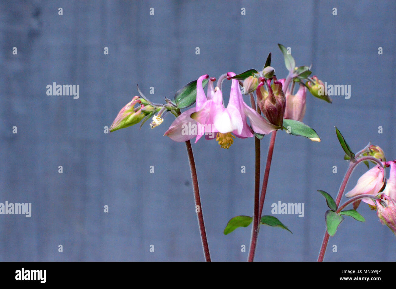 Aquilegia rose pâle les fleurs et les feuilles contre l'arrière-plan gris Banque D'Images