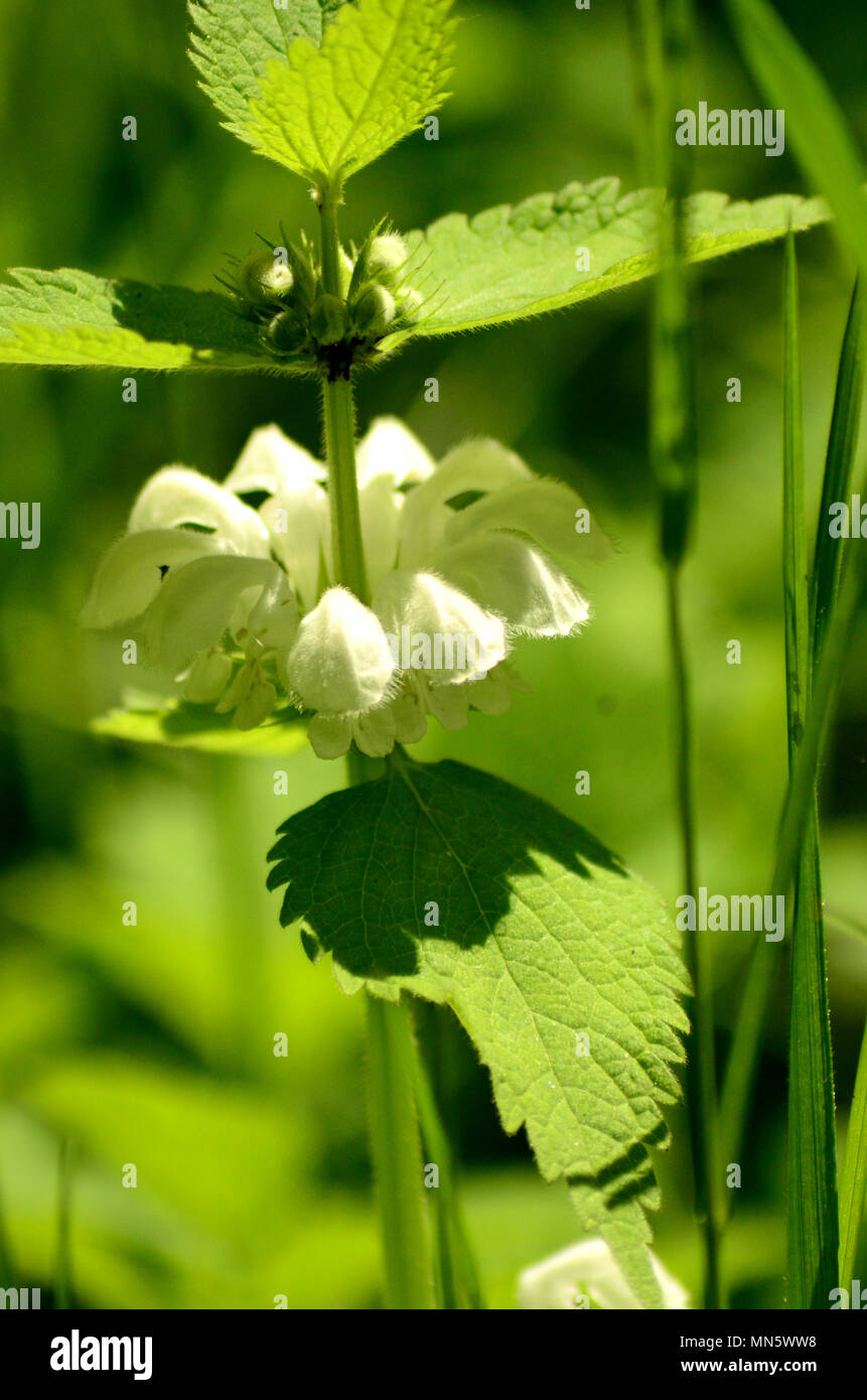 Dead-blanc et les feuilles d'ortie, UK Banque D'Images
