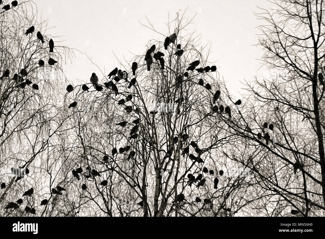 Phoque à capuchon crows recueillies la nuit dans le parc de la ville à l'hiver. Les oiseaux se perchent, multitude d'oiseaux oiseaux noirs de cluster Banque D'Images