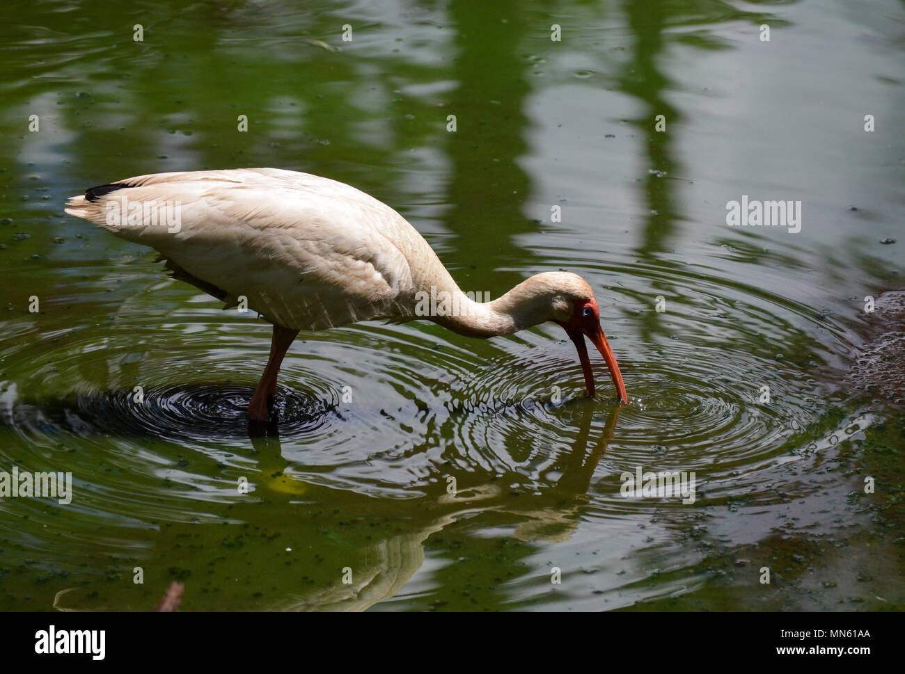 Ibis blanc pêche à la Banque D'Images