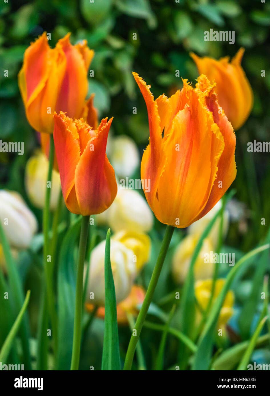 Tulipes orange vert avec jardin contexte Banque D'Images