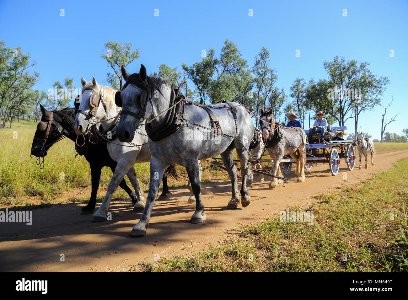Un vieux panier temps dray et attelage de chevaux. Banque D'Images