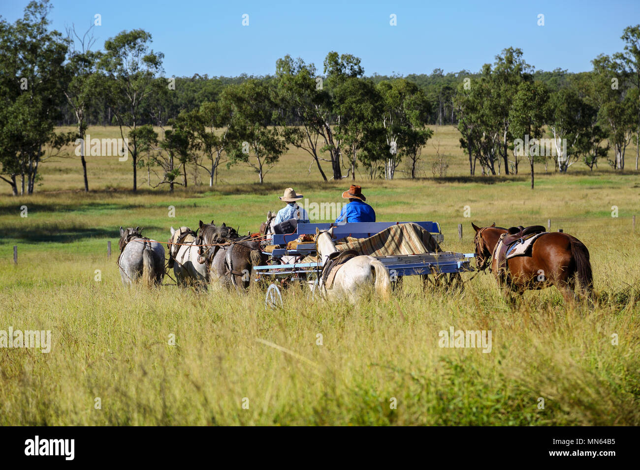 Un vieux panier temps dray et attelage de chevaux. Banque D'Images