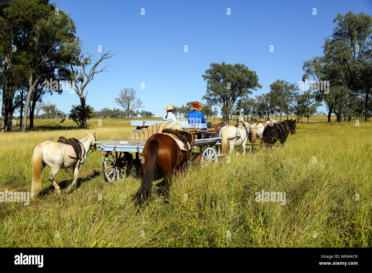 Un vieux panier temps dray et attelage de chevaux. Banque D'Images