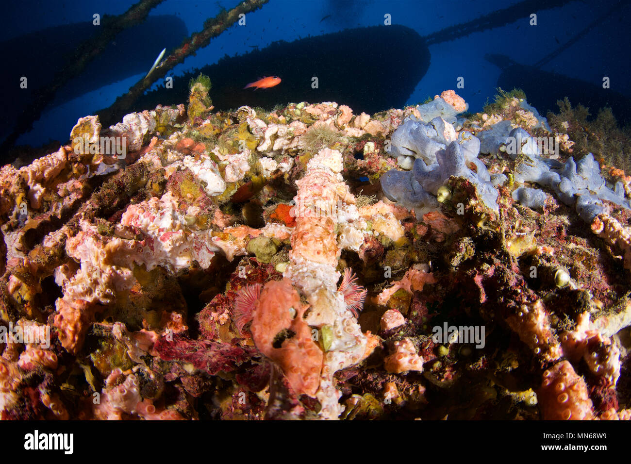 Une variété de vie marine (éponges, vers d'éventail,...) Sur le site de plongée de l'épave de la Plataforma dans le parc naturel de ses Salines (Formentera, mer Méditerranée, Espagne) Banque D'Images