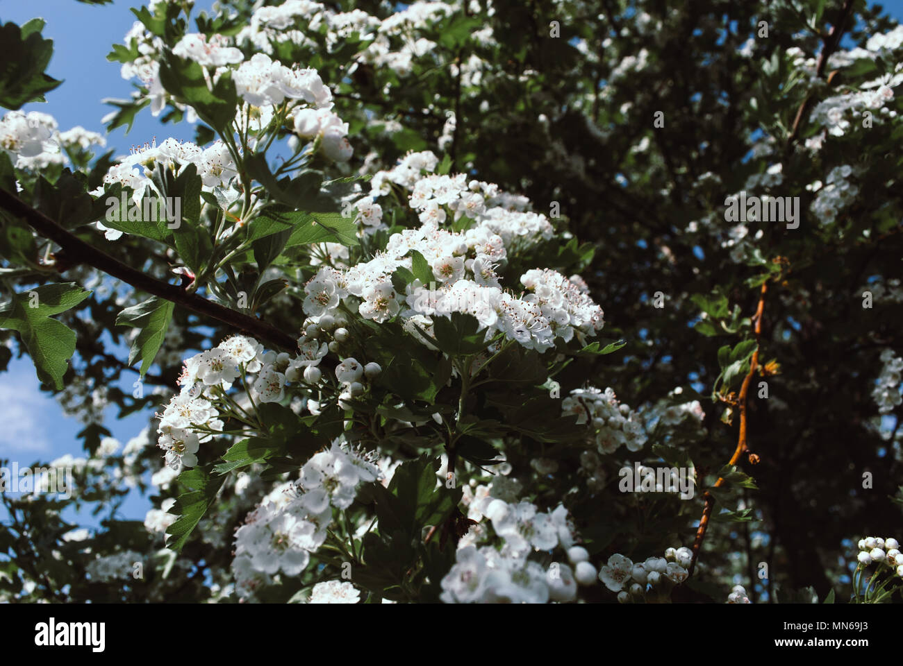 Fleur Daubépine Sur Larbre Printemps Nature Fond Fleurs