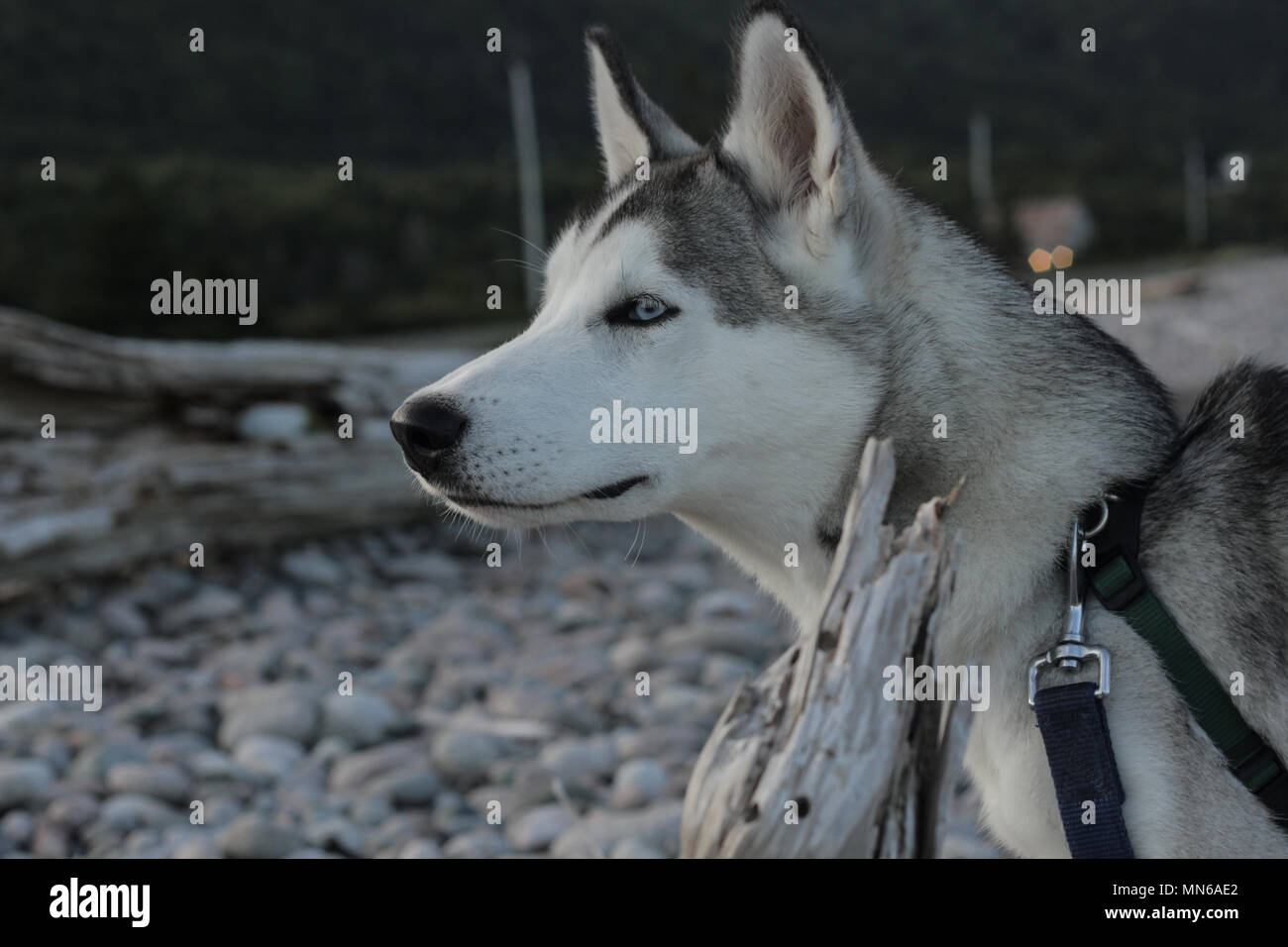 Un Husky de Sibérie portant sur une plage de rochers à St Anns, Nouvelle-Écosse Banque D'Images