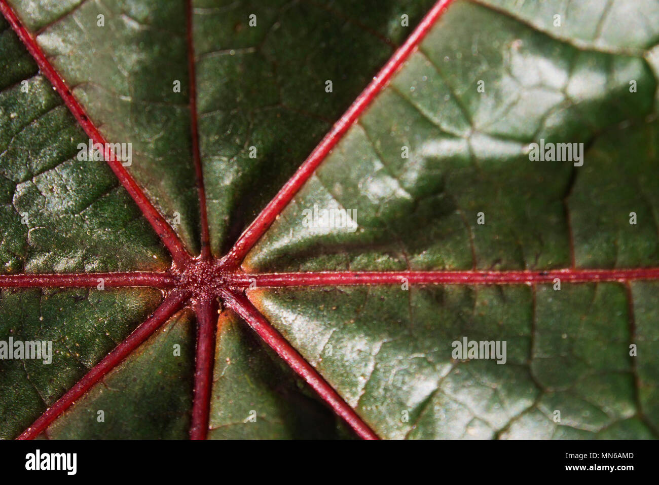 Close-up,ricinus vert feuille avec bandes rouges Banque D'Images