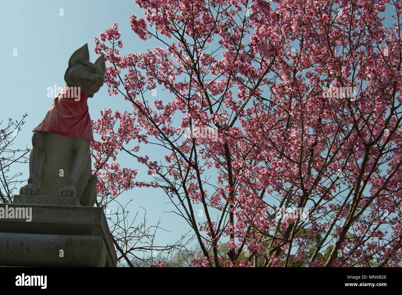 Fox statue avec fleur de cerisier arbre en fleur derrière elle, Fushimi Inari-taisha, Kyoto, Japon Banque D'Images