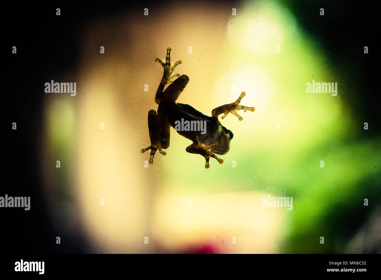 Grenouille Anatomie Banque d'image et photos Alamy