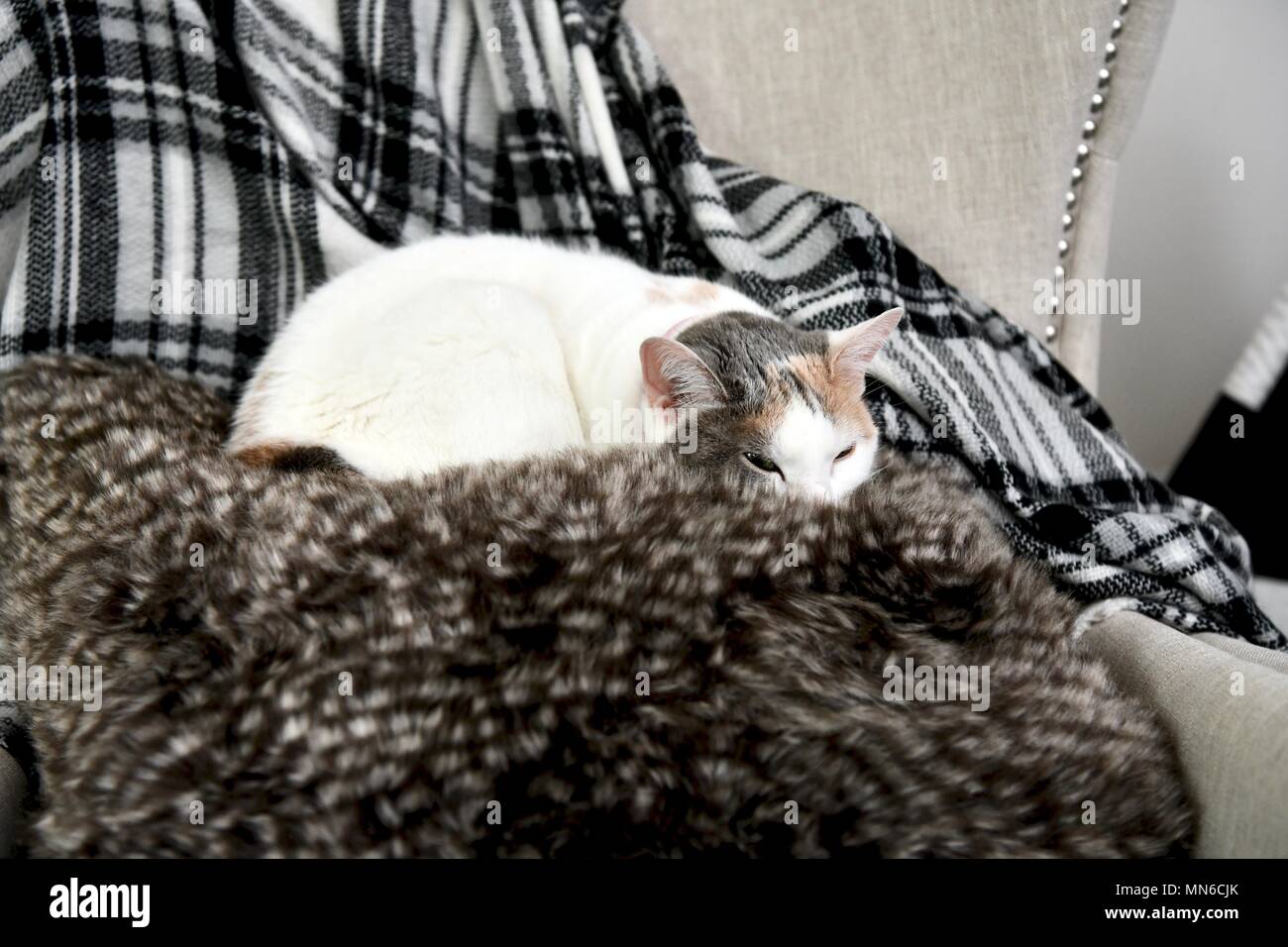 Cat sur un oreiller de jet au-dessus d'une chaise Banque D'Images