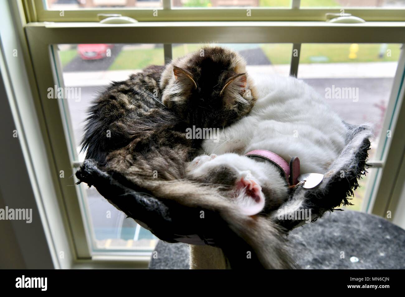 Deux chats pose en haut de cat house se pelotonnant l'un l'autre pendant le sommeil Banque D'Images