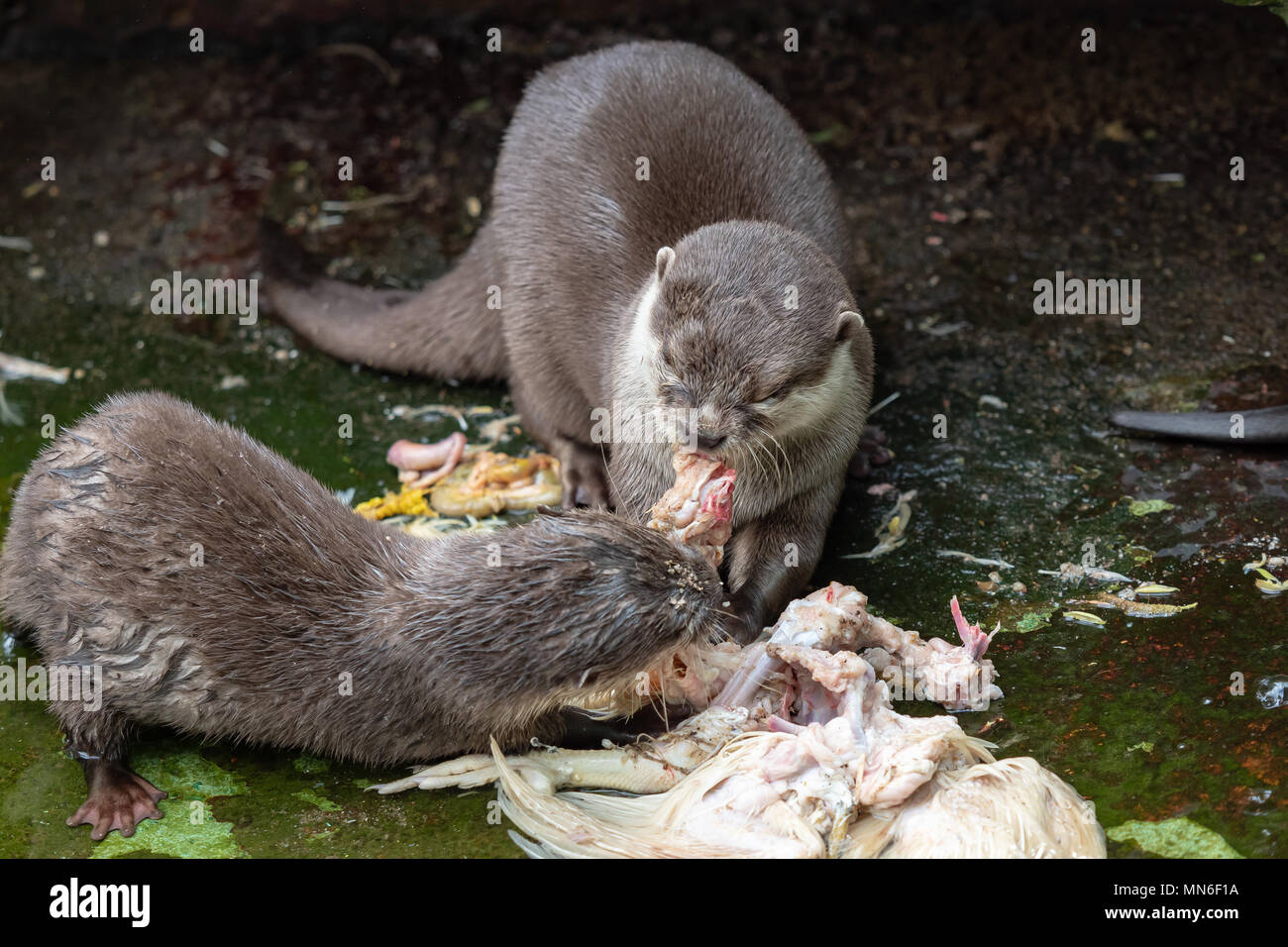 Deux otters de manger leur proie. (Amblonyx cinereus) Banque D'Images