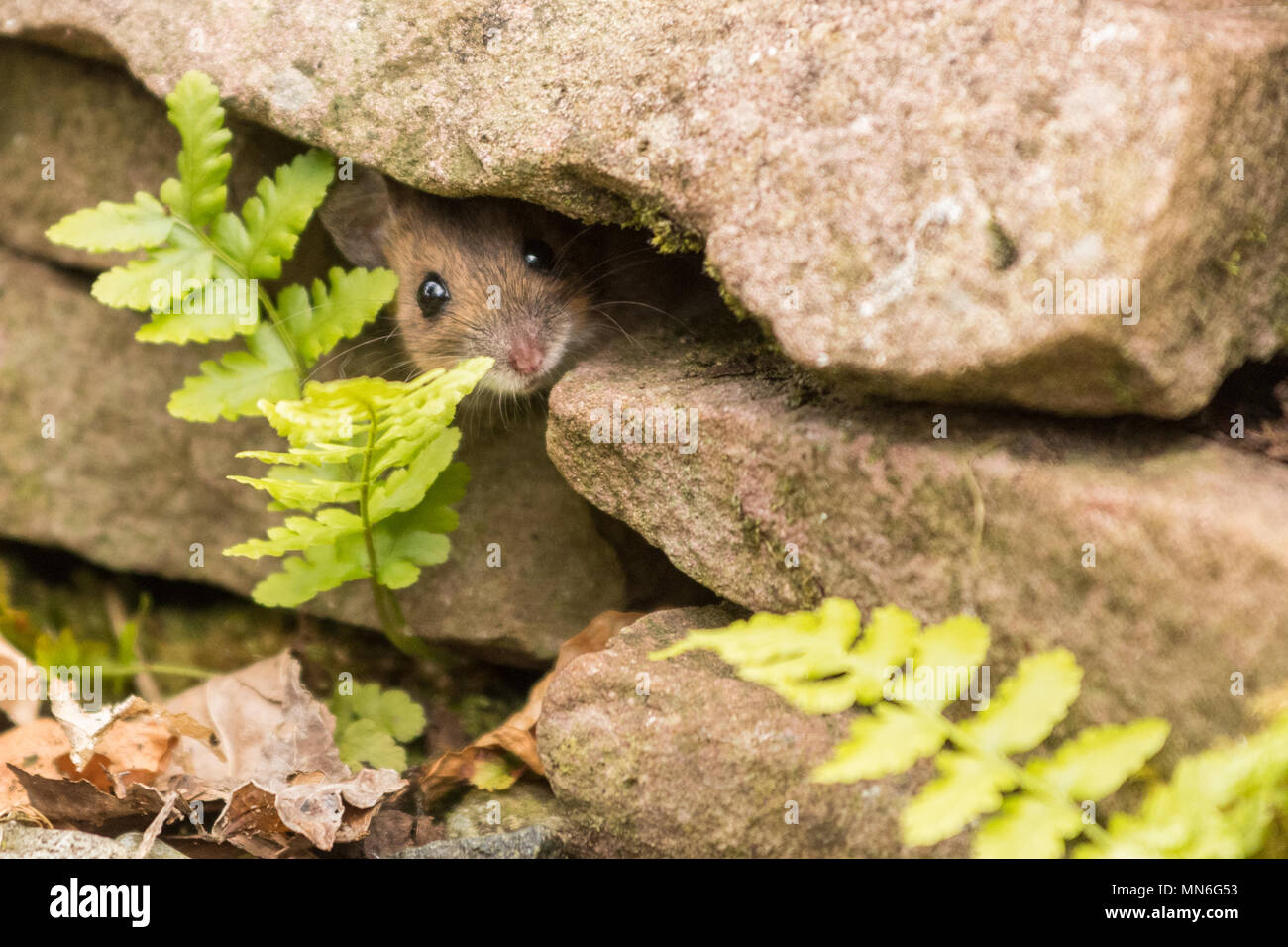 Souris bois Apodemus sylvaticus peeking out de mur en pierre sèche dans le jardin britannique Banque D'Images