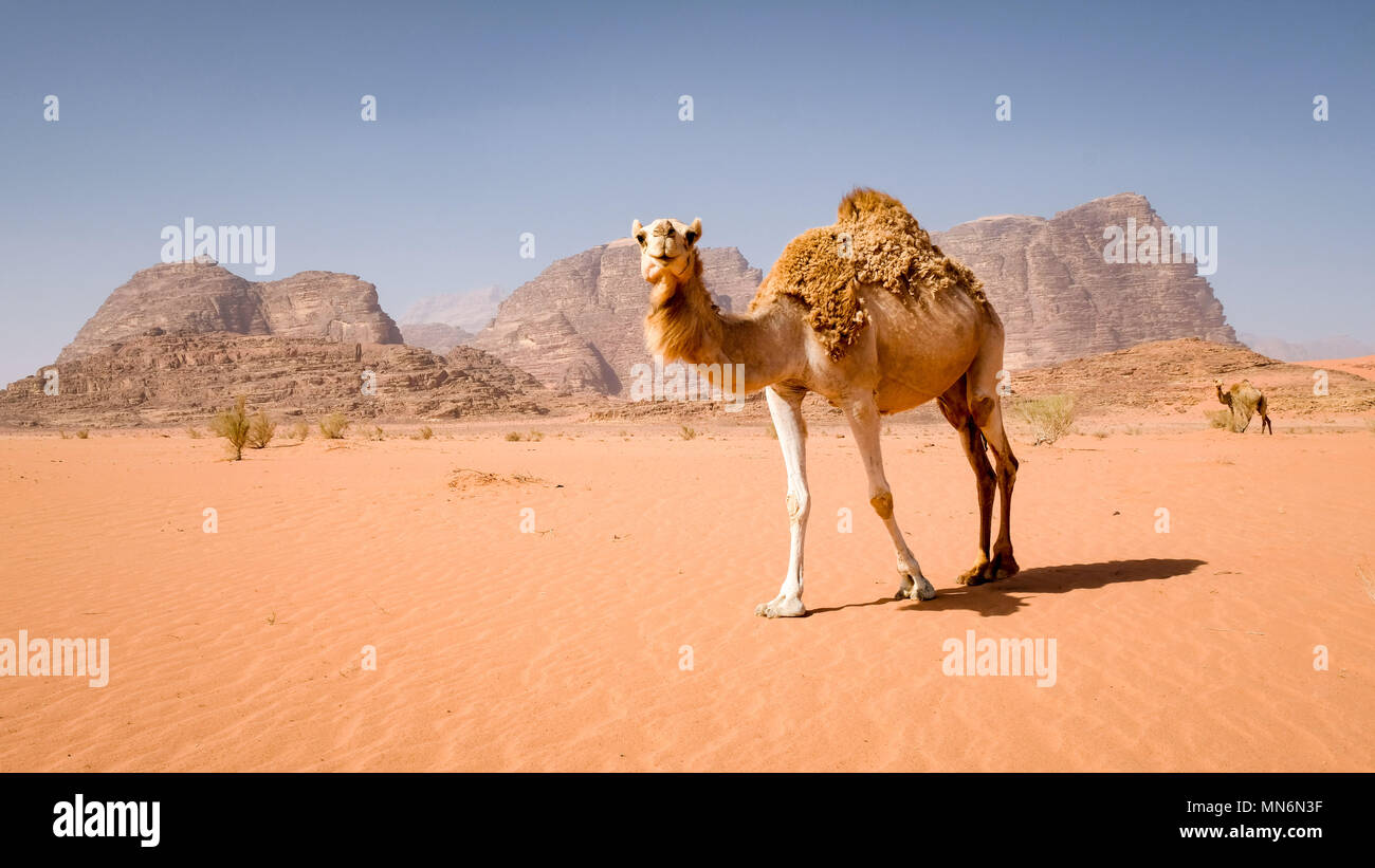 Balades à dos de chameau dans le désert de Wadi Rum avec arrière-plan des formations de grès Banque D'Images