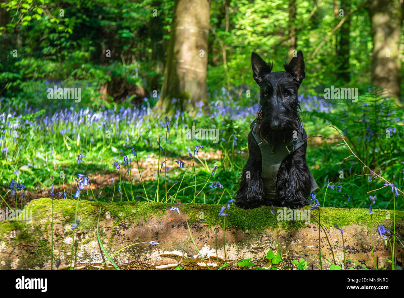 Terrier écossais noir portant un harnais de marche dans une forêt avec des cloches Banque D'Images