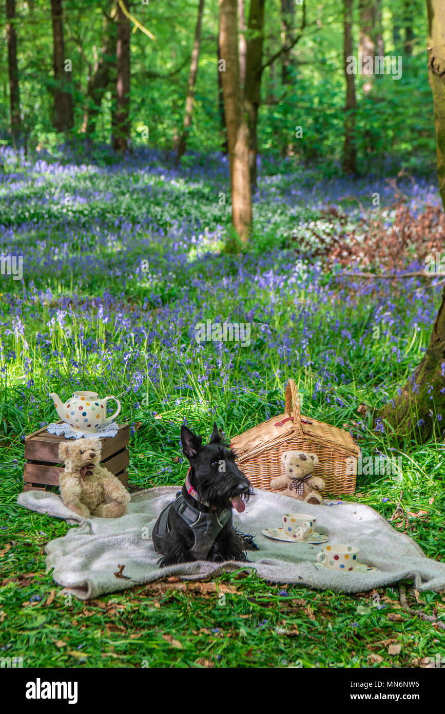 Le terrier écossais noir se trouve sur une couverture de pique-nique avec des tasses de thé, dans une forêt avec des cloches Banque D'Images