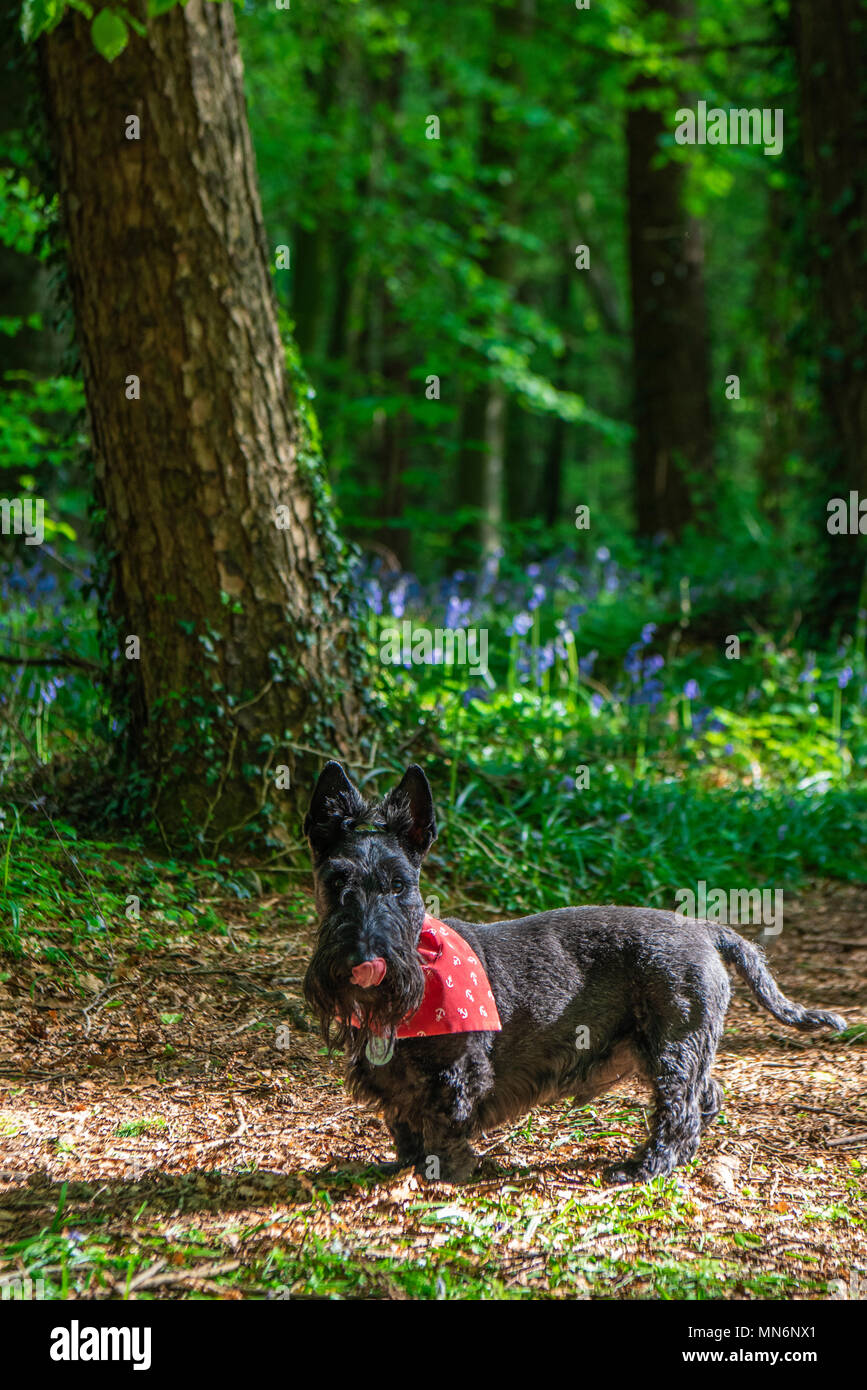 Terrier écossais noir portant un bandana rouge dans une forêt avec des cloches Banque D'Images