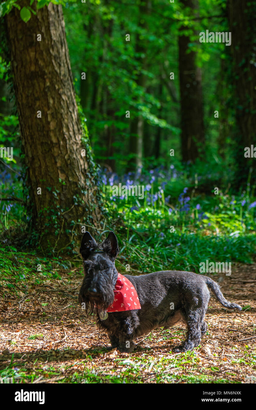 Terrier écossais noir portant un bandana rouge dans une forêt avec des cloches Banque D'Images