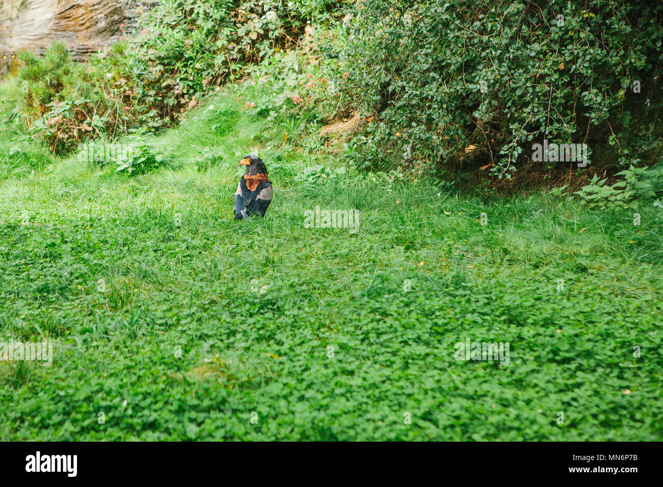 Aigle Ou Faucon Ou Plume De Loiseau De Proie Sur Lherbe