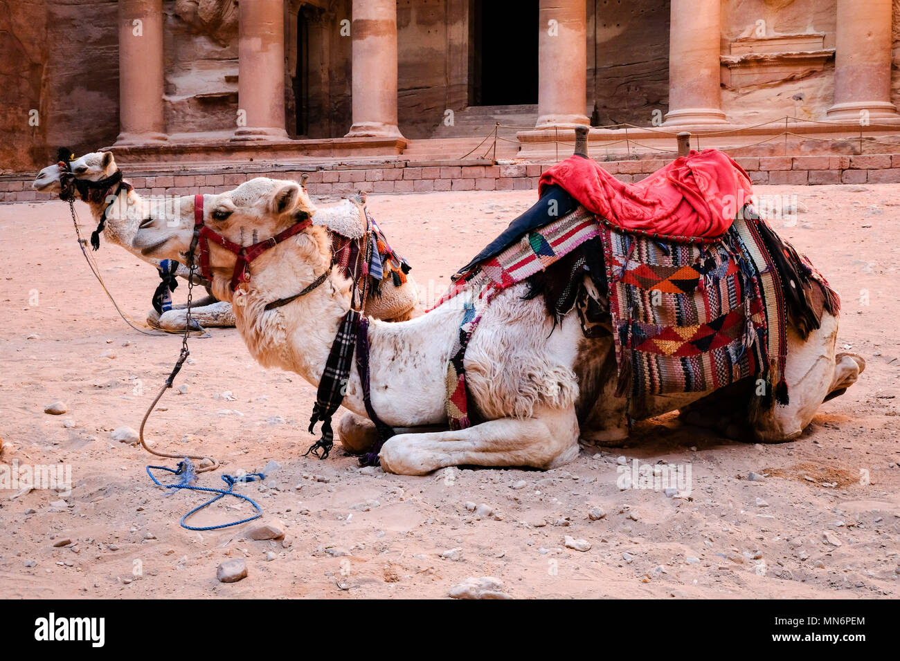 Camel attente devant le Conseil du Trésor (Al-Khazneh) à Petra Site du patrimoine mondial de l'transport à Banque D'Images