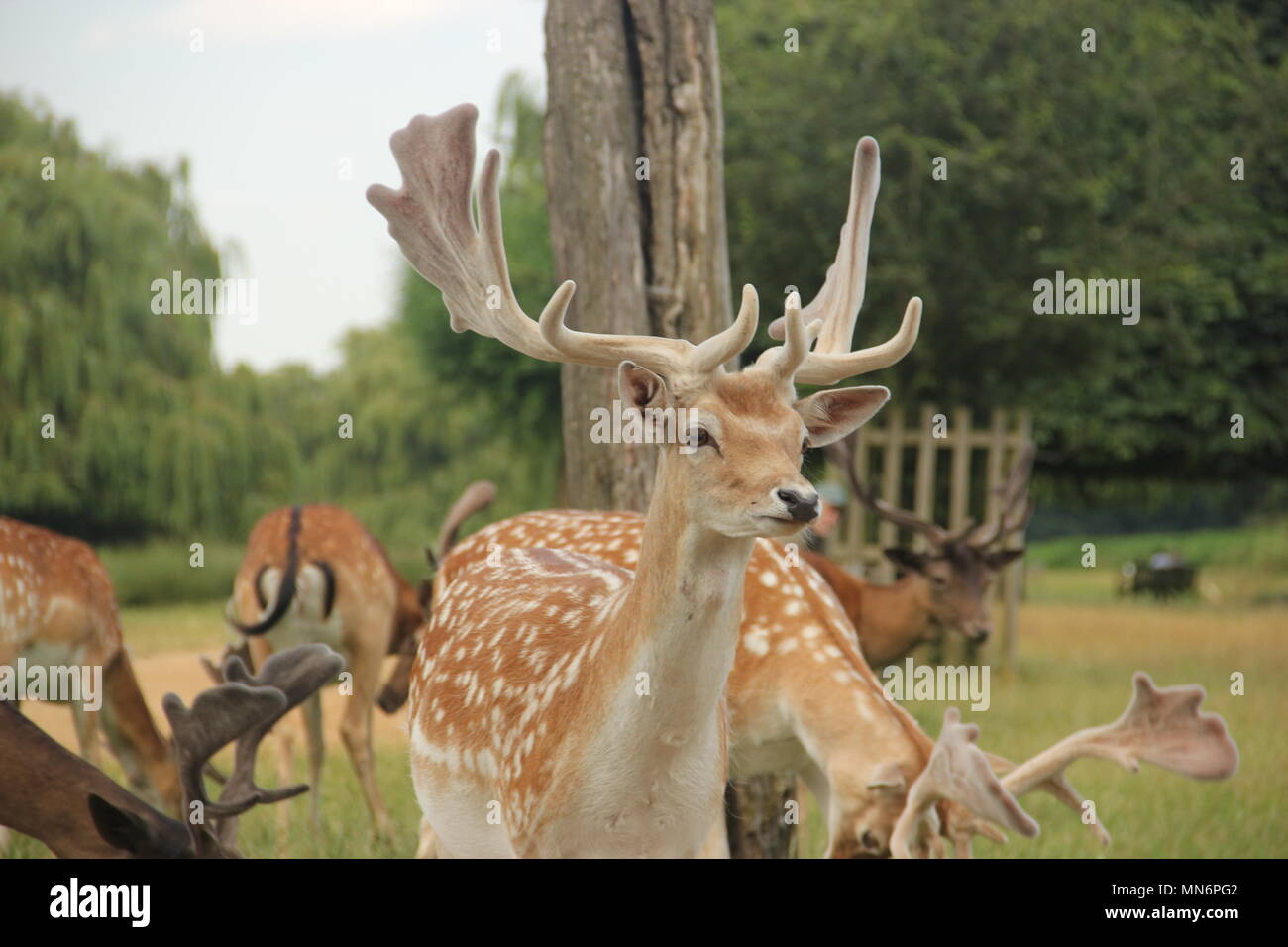 Le daim à Bushy Park, Kingston upon Thames Banque D'Images