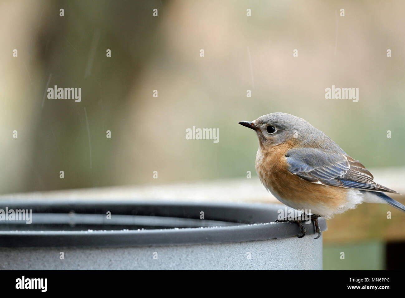Close-up of a female merlebleu de l'Est (Sialia sialis) perché sur le bord d'une piscine chauffée en hiver pour oiseaux au cours d'une neige légère Banque D'Images