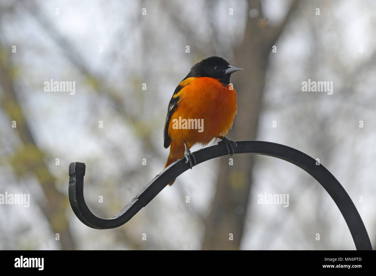 Un mâle oriole du Nord (Icterus galbula) perché sur une plante en fer forgé crochet à ressort Banque D'Images