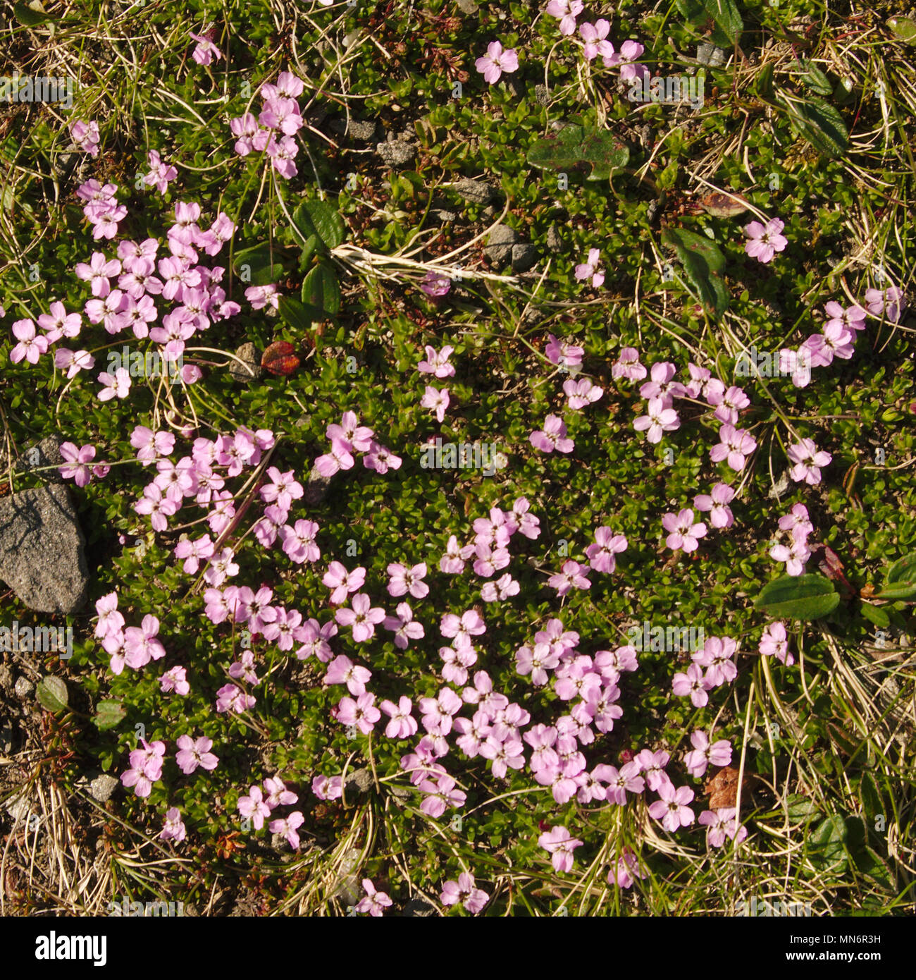 Coussin rose fleurs en croissance sur le sol rocheux de la North Cape dans Noway. Petites fleurs roses entouré de cailloux, branches et d'herbe. Banque D'Images