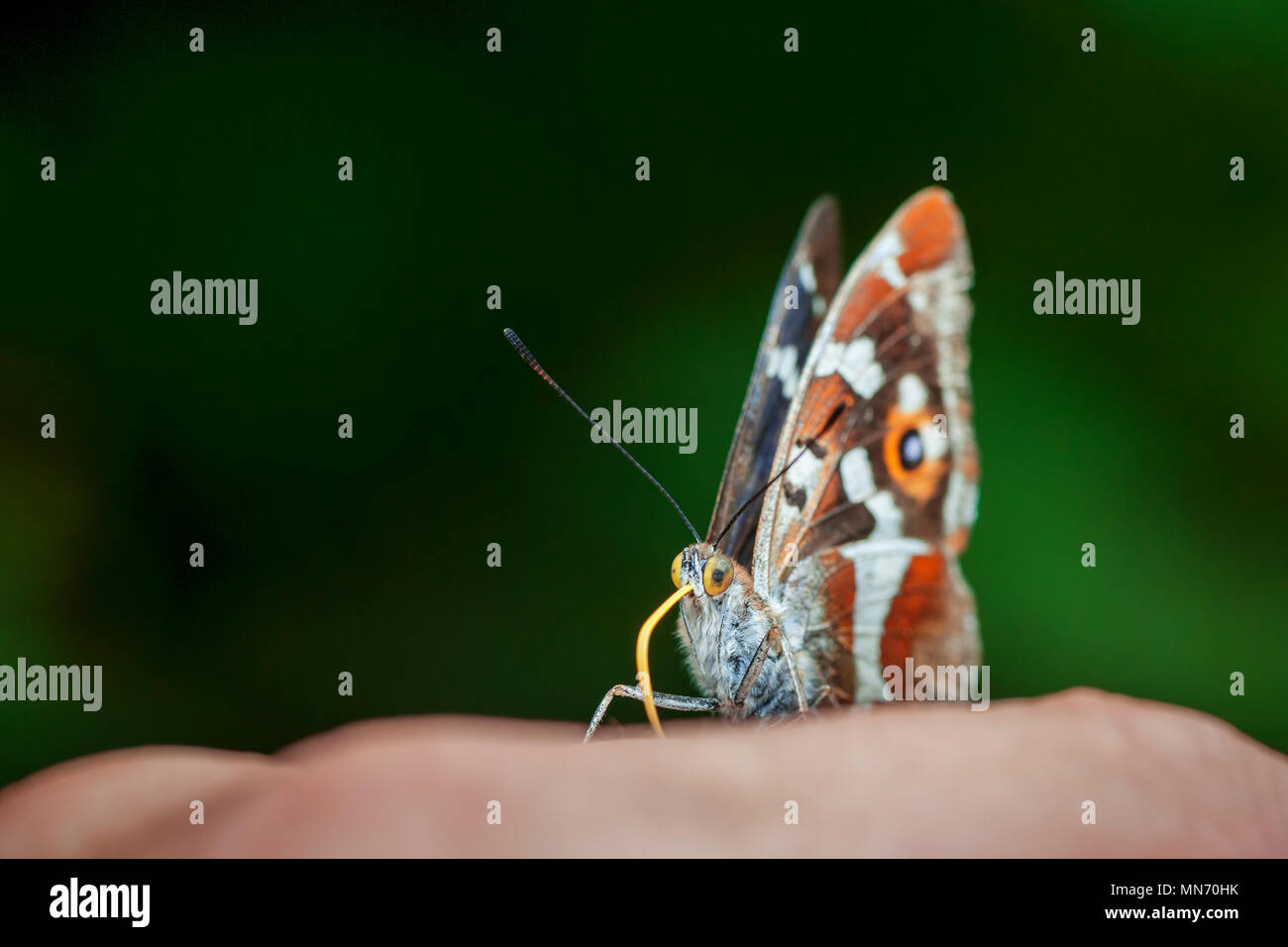 Faible angle de vue d'un grand papillon Schiller (Apatura iris) avec les ailes repliées et trompe tendue sur une main humaine. Emplacement : Bavari Banque D'Images
