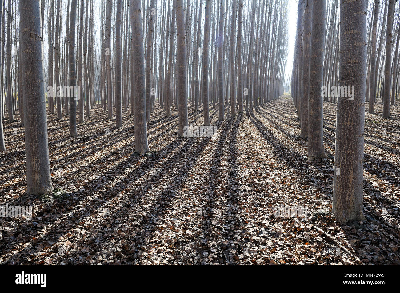 Forêt de peuplier à Fuente Vaqueros, Grenade, Andalousie Banque D'Images