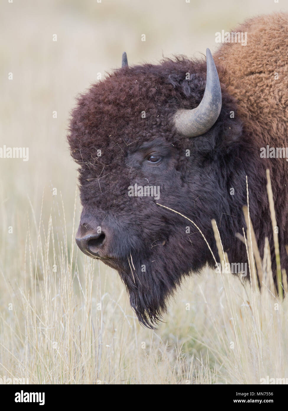 Un bison d'Amérique taureau. Banque D'Images