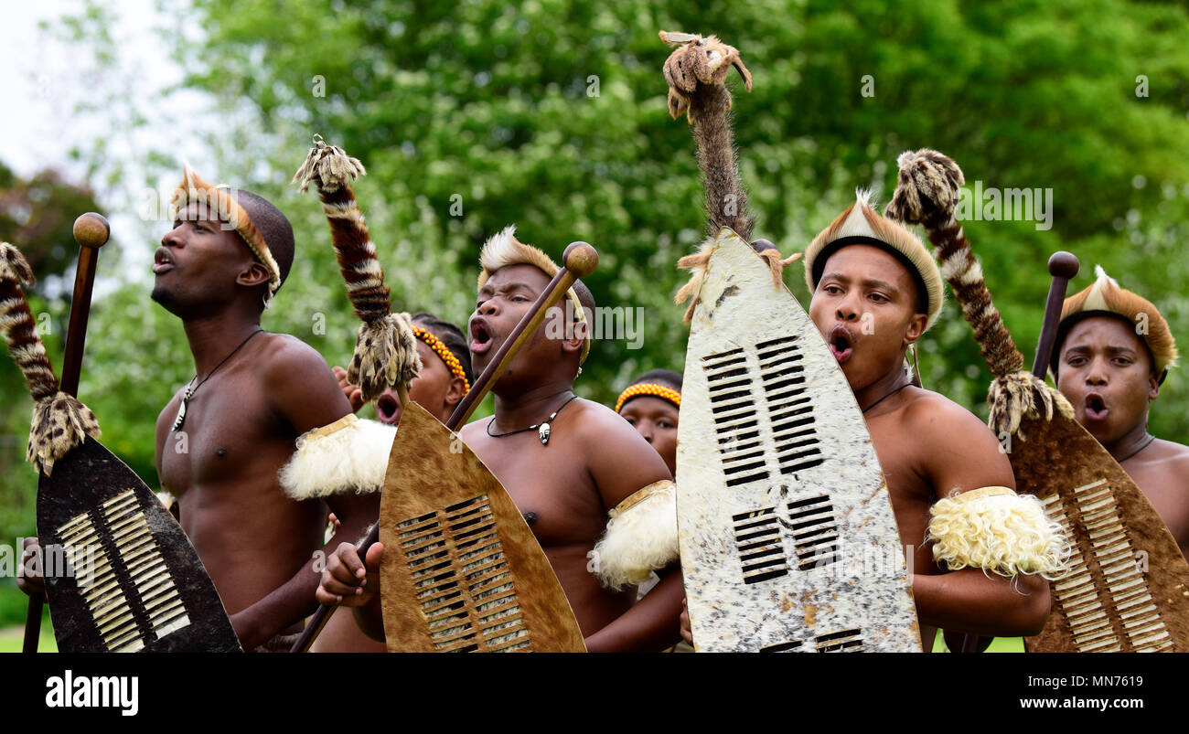 Les Lions du Zululand (un mélange culturel de musiciens et danseurs de l'Afrique du Sud, la diffusion de la culture zoulou ; www.lionsofzululand.org.uk) pendant l'exécution de t Banque D'Images