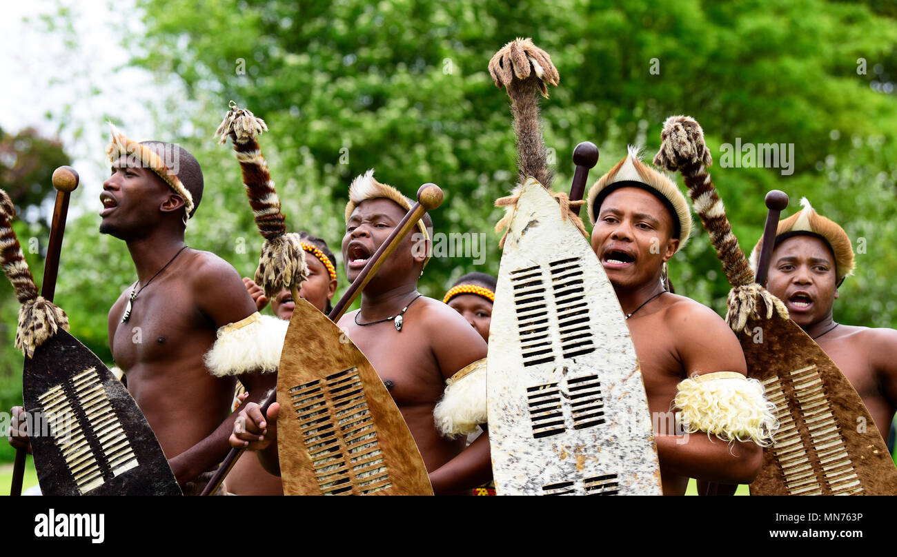 Les Lions du Zululand (un mélange culturel de musiciens et danseurs de l'Afrique du Sud, la diffusion de la culture zoulou ; www.lionsofzululand.org.uk) pendant l'exécution de t Banque D'Images