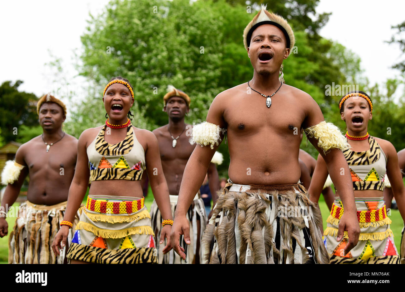 Les Lions du Zululand (un mélange culturel de musiciens et danseurs de l'Afrique du Sud, la diffusion de la culture zoulou ; www.lionsofzululand.org.uk) pendant l'exécution de t Banque D'Images
