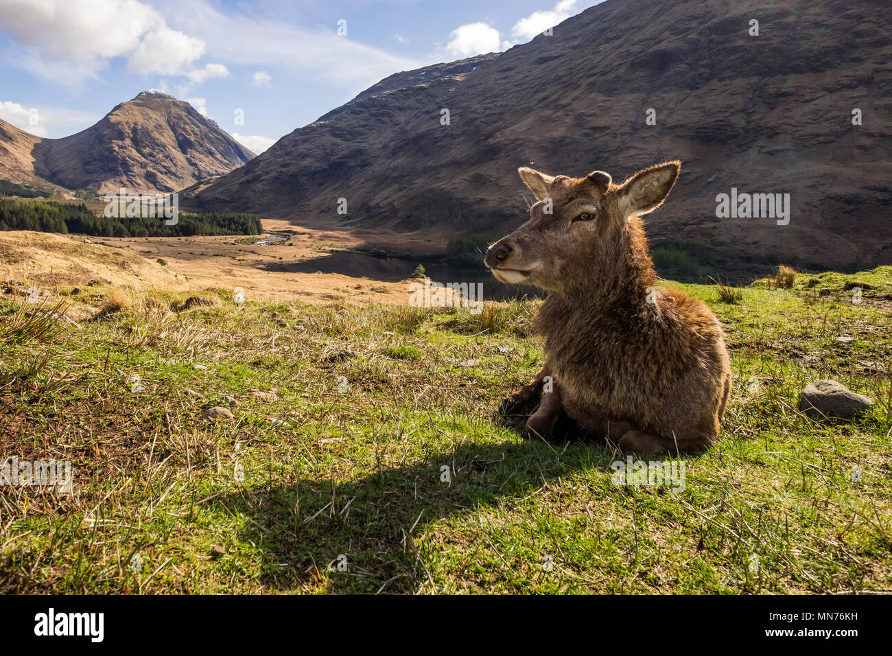 Red Deer Stag après qu'il a perdu de son panache. L'Ecosse Banque D'Images
