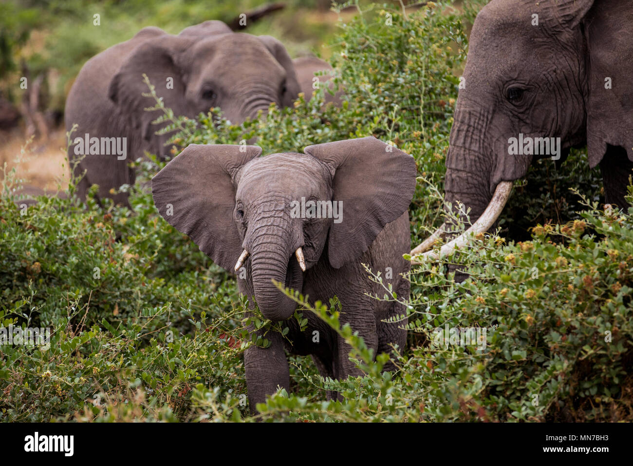 Dans la nature de l'éléphant Banque D'Images