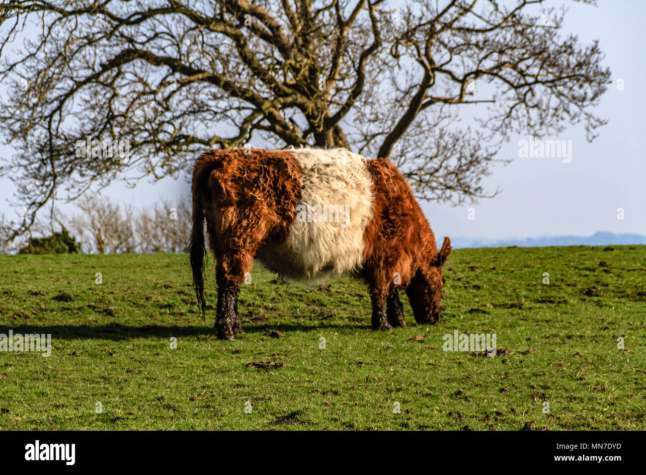 Ceinture rouge vache, Arnside, UK. En 2018. Banque D'Images