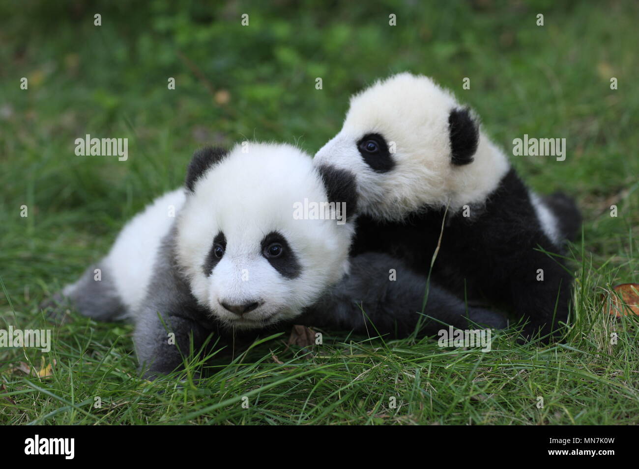 Chengdu Chengdu Chine 14 Mai 18 Chengdu Chine 14eme Mai 18 Le Panda Geant Chengjiu Joue A Base De Recherche De Chengdu Panda Geant Se Reproduisent Dans Chengdu Province Du Sichuan