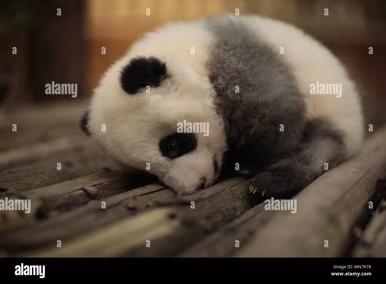 Chengdu Chengdu Chine 14 Mai 18 Chengdu Chine 14eme Mai 18 Le Panda Geant Chengjiu Joue A Base De Recherche De Chengdu Panda Geant Se Reproduisent Dans Chengdu Province Du Sichuan