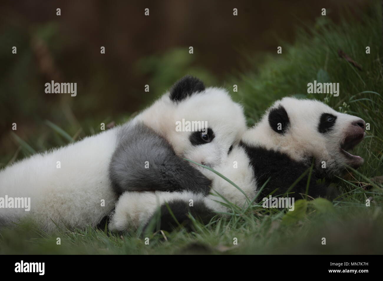 Chengdu Chengdu Chine 14 Mai 18 Chengdu Chine 14eme Mai 18 Le Panda Geant Chengjiu Joue A Base De Recherche De Chengdu Panda Geant Se Reproduisent Dans Chengdu Province Du Sichuan