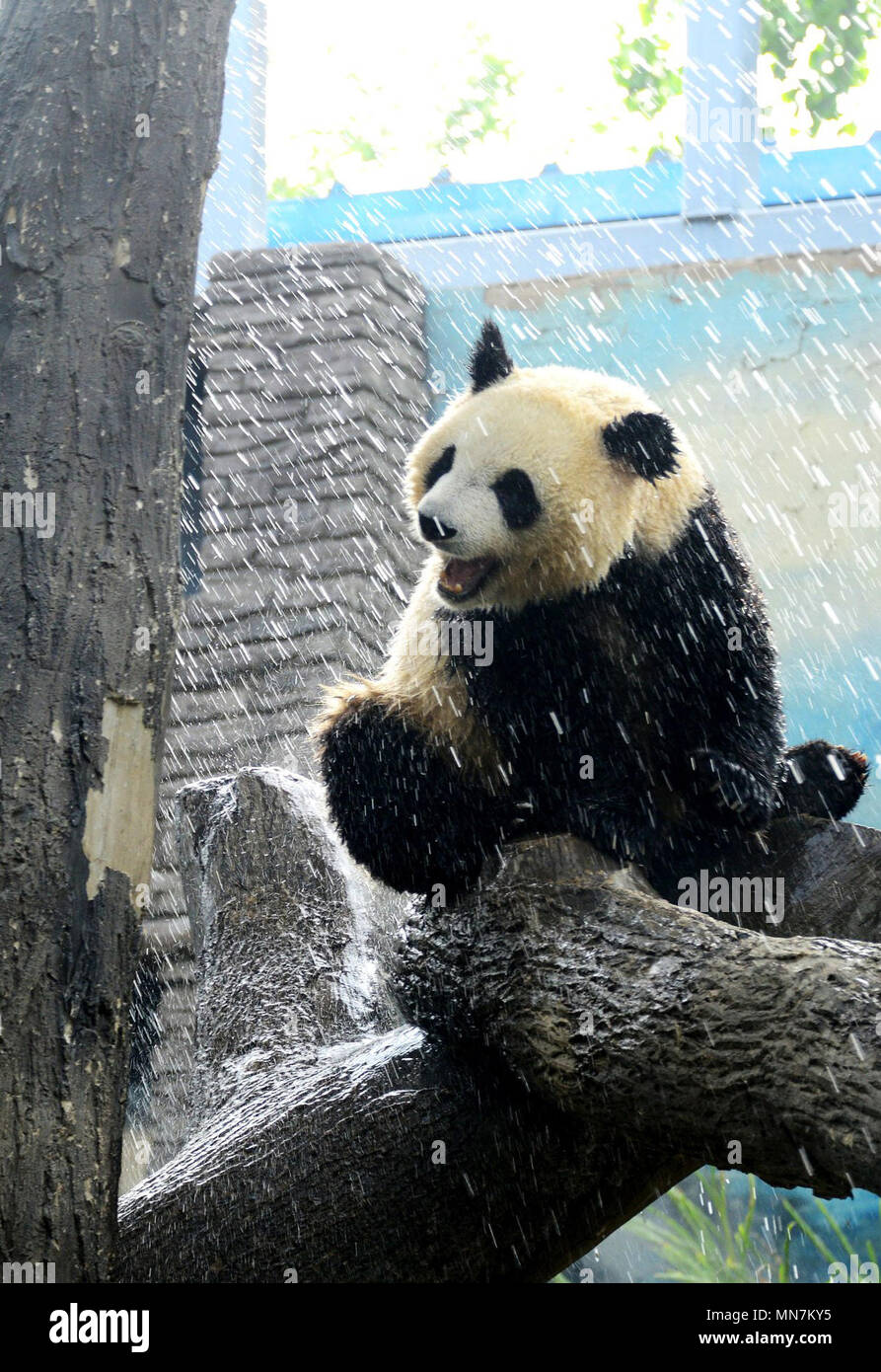 Beijing, Chine. 14 mai, 2018. Un panda géant refroidit dans une douche à résister à la vague de chaleur au Zoo de Pékin à Beijing, capitale de Chine, le 14 mai 2018. La plus haute température atteinte au-dessus de 30 degrés Celsius le lundi à Beijing. Ventilateur : crédit Shanghai/Xinhua/Alamy Live News Banque D'Images