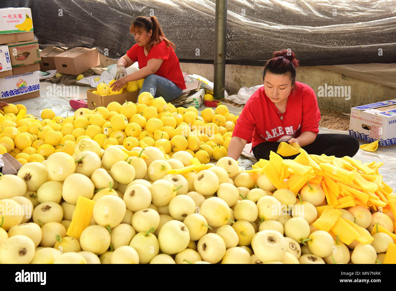 Shijiazhuan Shijiazhuan, Chine. 14 mai, 2018. Shijiazhuang, Chine 14ème Mai 2018 : les paysans sont occupés avec emballage melons à Shijiazhuang, Chine du Nord, Province de Hebei. Crédit : SIPA Asie/ZUMA/Alamy Fil Live News Banque D'Images