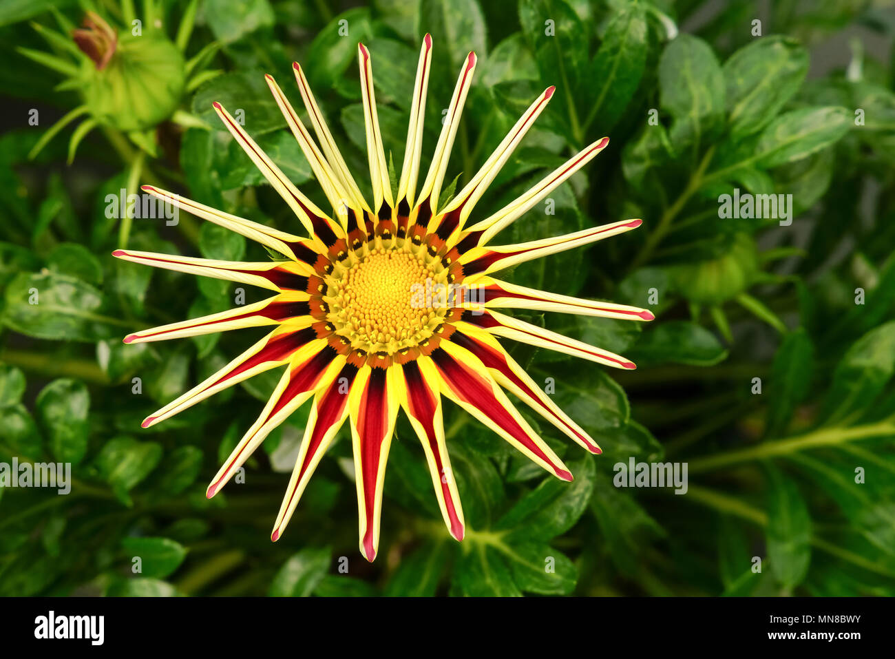 Gazania rigens ouverture de l'usine, la France. Banque D'Images