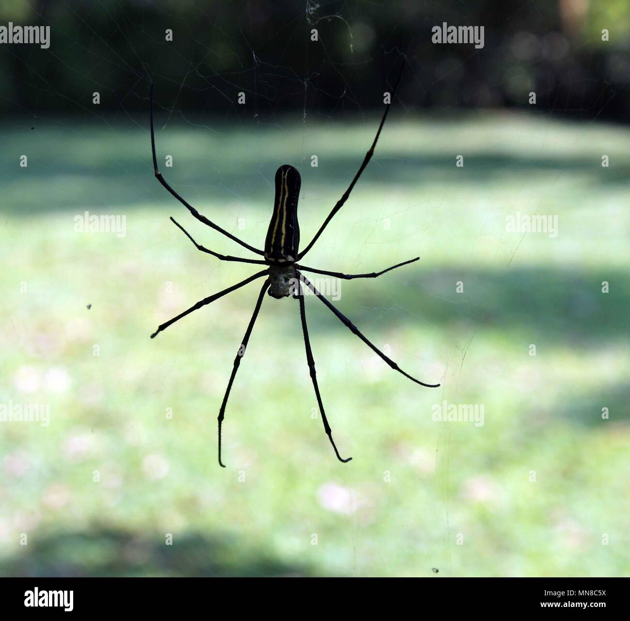 Photo photographie photos gratuites plus grande araignée araignée araignée araignée brown black house Banque D'Images