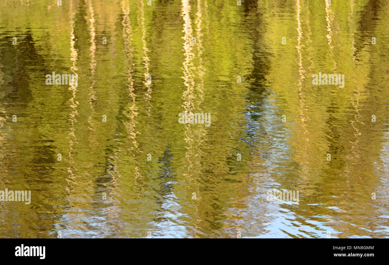 Bouleau vert arbres se reflétant sur l'eau du lac Banque D'Images