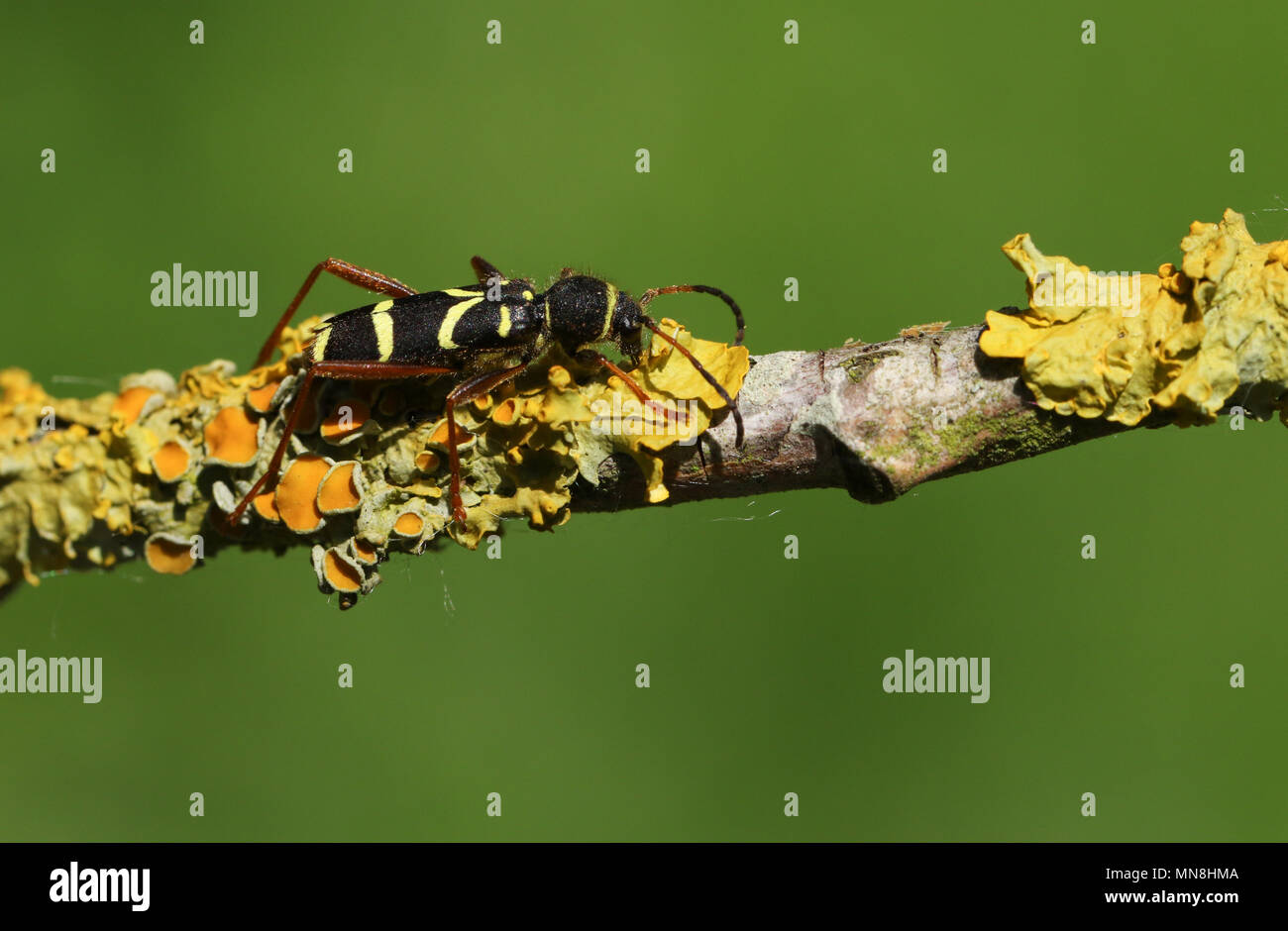 Une belle Wasp Beetle (Clytus arietis) perché sur une branche couverte de lichen. Banque D'Images