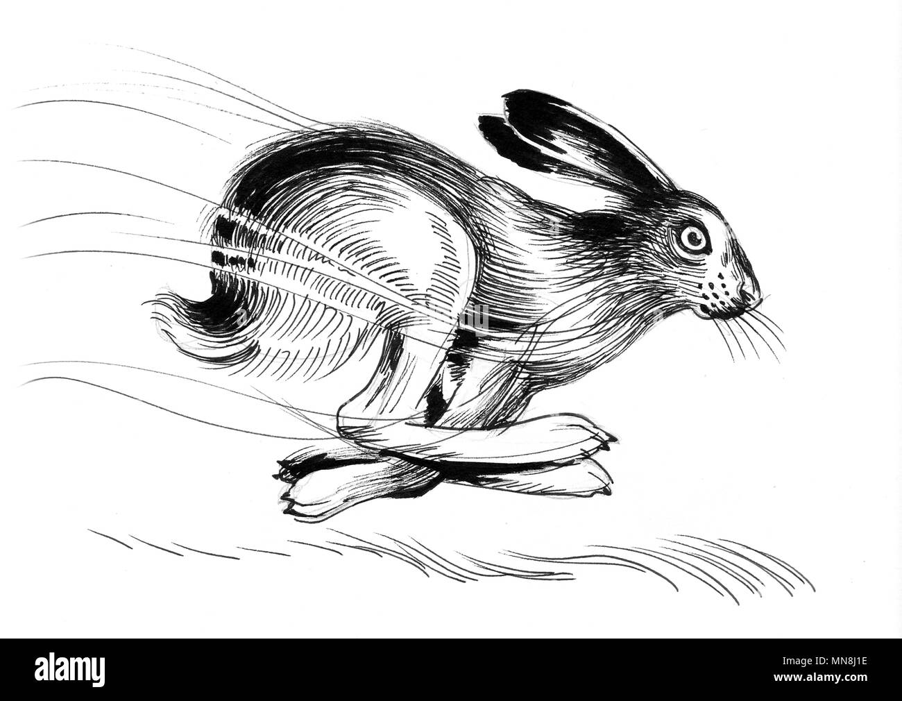 L'exécution de hare. Dessin noir et blanc Encre Banque D'Images
